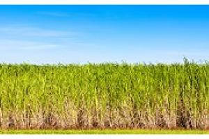 Sugar production